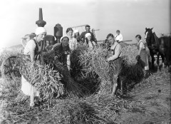 Erntearbeiter binden 1930 Strohgarben, im Hintergrund ein früher Lanz-Traktor.