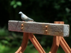 Modellfoto: Eine Taube sitzt in der Sonne auf der Holzbohle des Prellbocks.