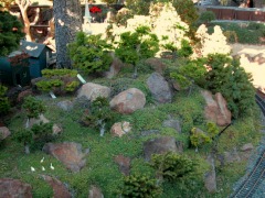 Selbst gezüchtete Bonsai–Bäume auf der Green Hills Railroad.