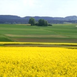 Landschaft mit Rapsfeldern bei Lollar.