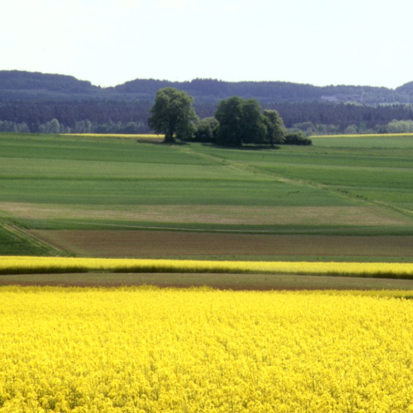 Landschaft mit gelb blühendem Raps, in der Mitte Bäumen und Hügeln hinten.