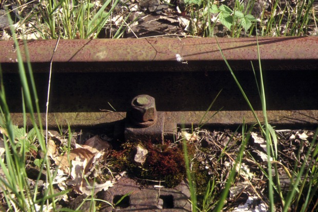 Foto: Schienenstuhl, rostige Schiene im Gras.